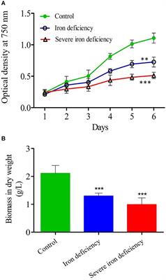 Enhanced Lipid Production in Chlamydomonas reinhardtii Caused by Severe Iron Deficiency